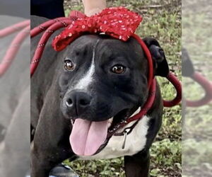 American Staffordshire Terrier-Unknown Mix Dogs for adoption in Fort Pierce, FL, USA