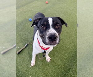 American Pit Bull Terrier-Unknown Mix Dogs for adoption in Las Vegas, NV, USA