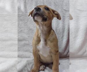 American Pit Bull Terrier-Unknown Mix Dogs for adoption in Conroe, TX, USA