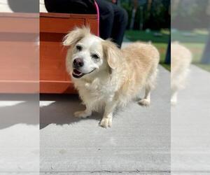 Dachshund-Unknown Mix Dogs for adoption in Baytown, TX, USA