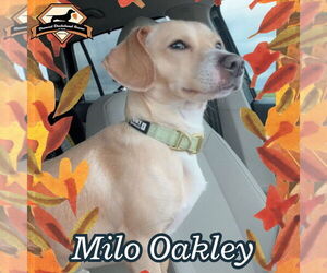 Chiweenie Dogs for adoption in San Antonio, TX, USA