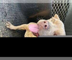 American Pit Bull Terrier-Unknown Mix Dogs for adoption in HESPERIA, CA, USA