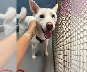 Siberian Husky-Unknown Mix Dogs for adoption in Rowlett, TX, USA