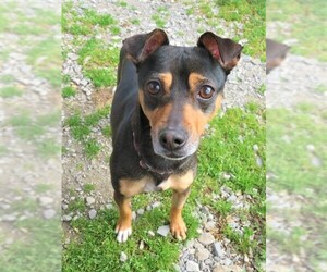 Miniature Pinscher Dogs for adoption in Franklin, TN, USA