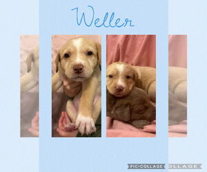 Labrador Retriever-Unknown Mix Dogs for adoption in New Orleans, LA, USA