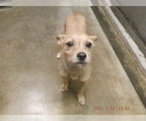 Mutt Dogs for adoption in Oroville, CA, USA