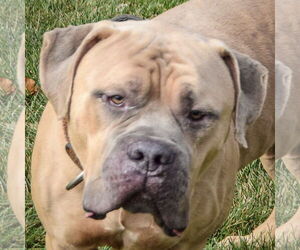 American Bulldog-American Staffordshire Terrier Mix Dogs for adoption in Huntley, IL, USA