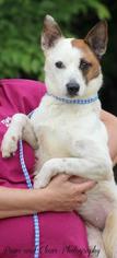 Mutt Dogs for adoption in Atoka, TN, USA