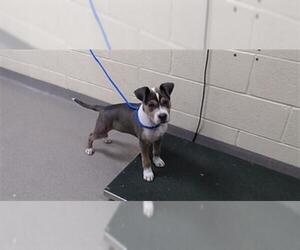 Greater Swiss Mountain Dog-Unknown Mix Dogs for adoption in Denver, CO, USA