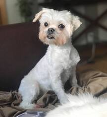 Maltese Dogs for adoption in Minneapolis, MN, USA