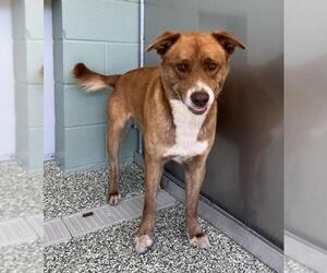 Labrador Retriever Dogs for adoption in Salisbury, NC, USA