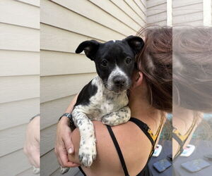 Mutt Dogs for adoption in Fort Collins, CO, USA