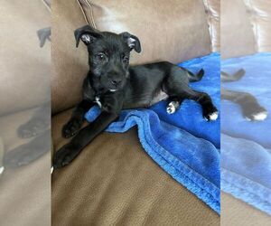 Mutt Dogs for adoption in Oakland Park , FL, USA