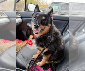 Schipperke-Unknown Mix Dogs for adoption in East Derry, NH, USA