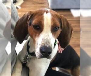 Beagle-Unknown Mix Dogs for adoption in Fairfax, VA, USA