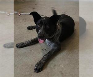 Mutt Dogs for adoption in Camarillo, CA, USA