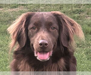 Australian Shepherd-Chocolate Labrador retriever Mix Dogs for adoption in Cookeville, TN, USA