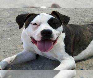 Bullboxer Pit Dogs for adoption in Santa Barbara, CA, USA
