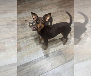 Miniature Pinscher-Unknown Mix Dogs for adoption in New London, WI, USA