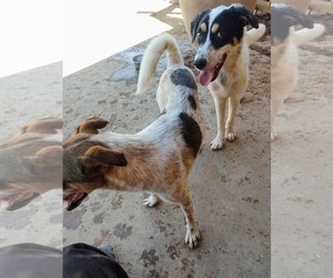 Australian Shepherd-Unknown Mix Dogs for adoption in Pena Blanca, NM, USA