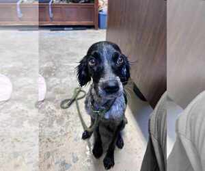 - Mix Dogs for adoption in Sparta, TN, USA