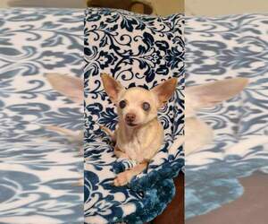 Chihuahua Dogs for adoption in Wilmington, DE, USA