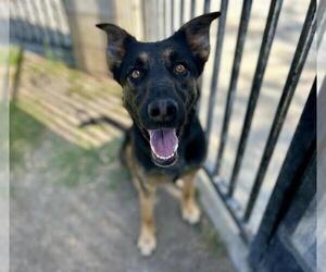 German Shepherd Dog Dogs for adoption in Riverside, CA, USA