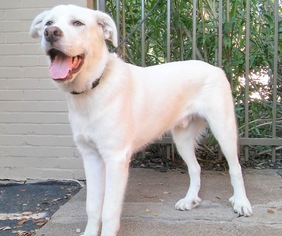 Medium Photo #1 Great Pyrenees-Unknown Mix Puppy For Sale in Denton, TX, USA