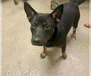 German Shepherd Dog-Unknown Mix Dogs for adoption in HESPERIA, CA, USA