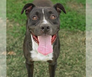 American Staffordshire Terrier Dogs for adoption in Houston, TX, USA