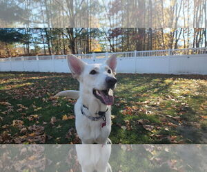 - Mix Dogs for adoption in Hoffman Estates, IL, USA