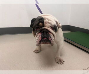 Bulldog Dogs for adoption in Corona, CA, USA