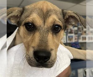 German Shepherd Dog-Unknown Mix Dogs for adoption in Burbank, CA, USA