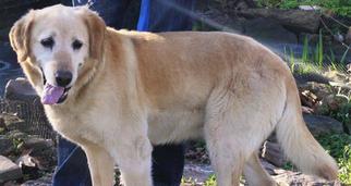 Golden Retriever Dogs for adoption in Joplin, MO, USA