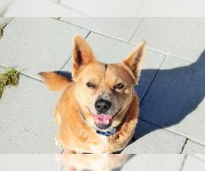 Shiba Inu-Unknown Mix Dogs for adoption in North Myrtle Beach, SC, USA