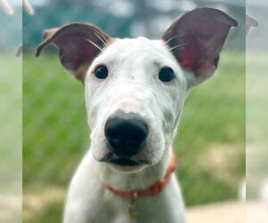 Bull Terrier-Unknown Mix Dogs for adoption in Jefferson, WI, USA