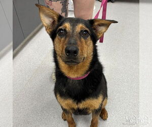 Mutt Dogs for adoption in Washington, DC, USA