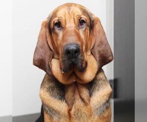 Bloodhound Dogs for adoption in Eden Prairie, MN, USA