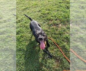 American Pit Bull Terrier-Unknown Mix Dogs for adoption in Louisville, KY, USA