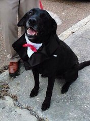 Labrador Retriever Dogs for adoption in Munford, TN, USA
