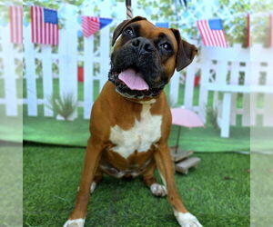 Boxer Dogs for adoption in Long Beach, CA, USA