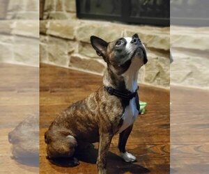 Boston Terrier Dogs for adoption in Little Elm, TX, USA