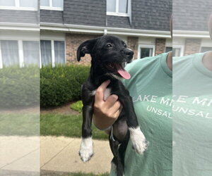 Mutt Dogs for adoption in Wheaton, IL, USA