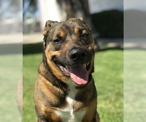Shepradors Dogs for adoption in Irvine, CA, USA