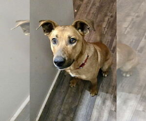 American Pit Bull Terrier Dogs for adoption in Fishers, IN, USA
