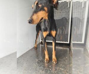 Doberman Pinscher Dogs for adoption in Bakersfield, CA, USA