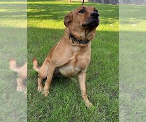 Mutt Dogs for adoption in Great Bend, KS, USA