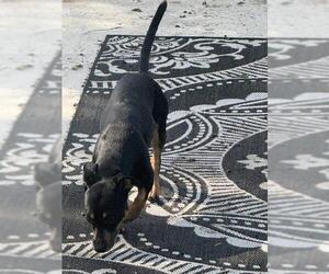 Miniature Pinscher-Unknown Mix Dogs for adoption in San Antonio, TX, USA