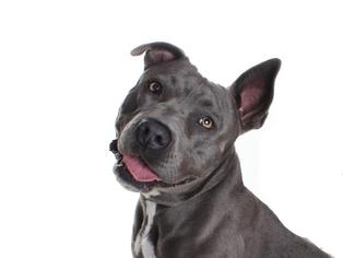 American Staffordshire Terrier Dogs for adoption in Burbank, CA, USA