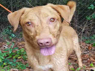 Medium Photo #1 Labrador Retriever-Unknown Mix Puppy For Sale in Fort Walton Beach, FL, USA